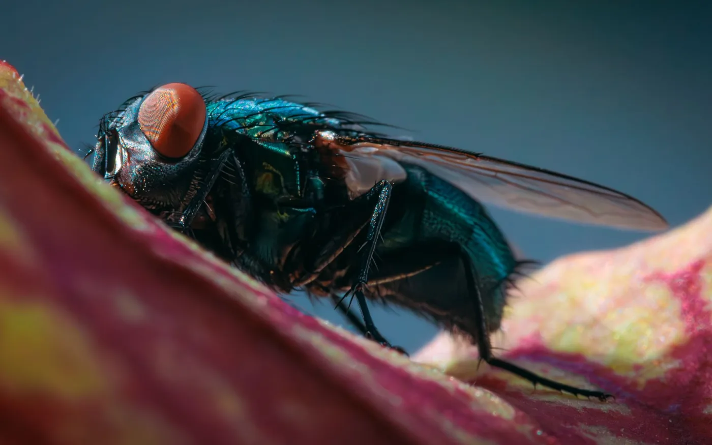 Fliegen